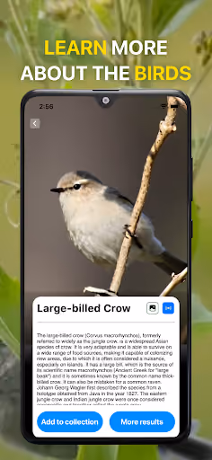 Bird ID paywalls guesses from the wrong continent preview screenshot 4